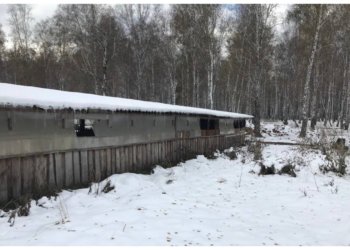 Прокуратура наказала штрафом предпринимателя за застройку в лесу в Новосибирской области