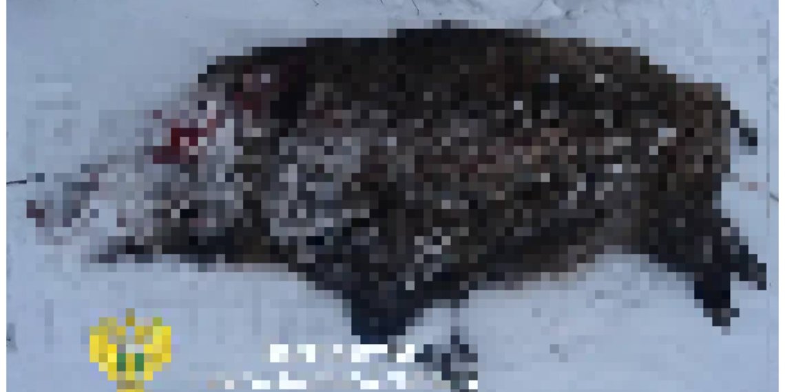 У браконьеров отобрали снегоход за убитого кабана в Новосибирской области