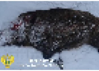 У браконьеров отобрали снегоход за убитого кабана в Новосибирской области