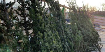 Срубили, но не продали: 250 ёлок конфисковали у нелегальных торговцев в Новосибирске