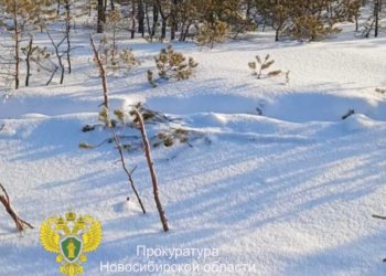 В Новосибирской области осудили «чёрного» дровосека за вырубку более 150 деревьев