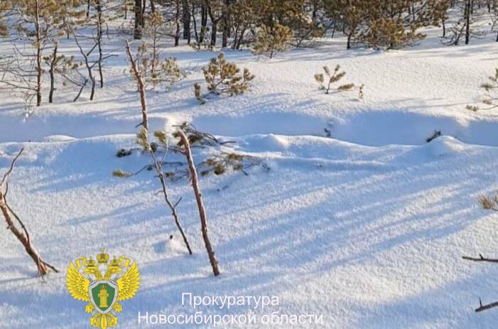 В Новосибирской области осудили «чёрного» дровосека за вырубку более 150 деревьев