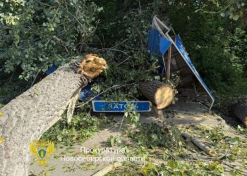 Компенсацию в полмиллиона рублей получит сибирячка за упавшее дерево