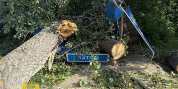 Компенсацию в полмиллиона рублей получит сибирячка за упавшее дерево
