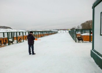 Новый приют для бездомных собак открылся на левом берегу Новосибирска