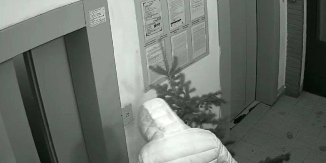 В Новосибирске «Гринч» сломал живую ёлку во дворе, чтобы украсить квартиру