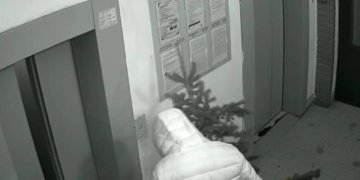 В Новосибирске «Гринч» сломал живую ёлку во дворе, чтобы украсить квартиру