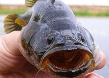 Первая партия невостребованного в России ротана отправлена из НСО в Китай