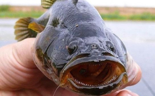 Первая партия невостребованного в России ротана отправлена из НСО в Китай