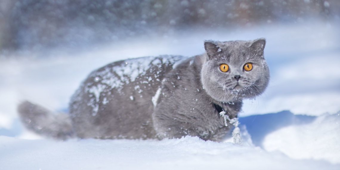 Новосибирский кот Эксклюзив возглавил мировой рейтинг самых красивых кошек