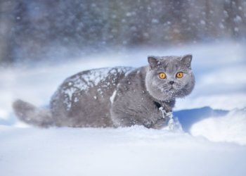 Новосибирский кот Эксклюзив возглавил мировой рейтинг самых красивых кошек