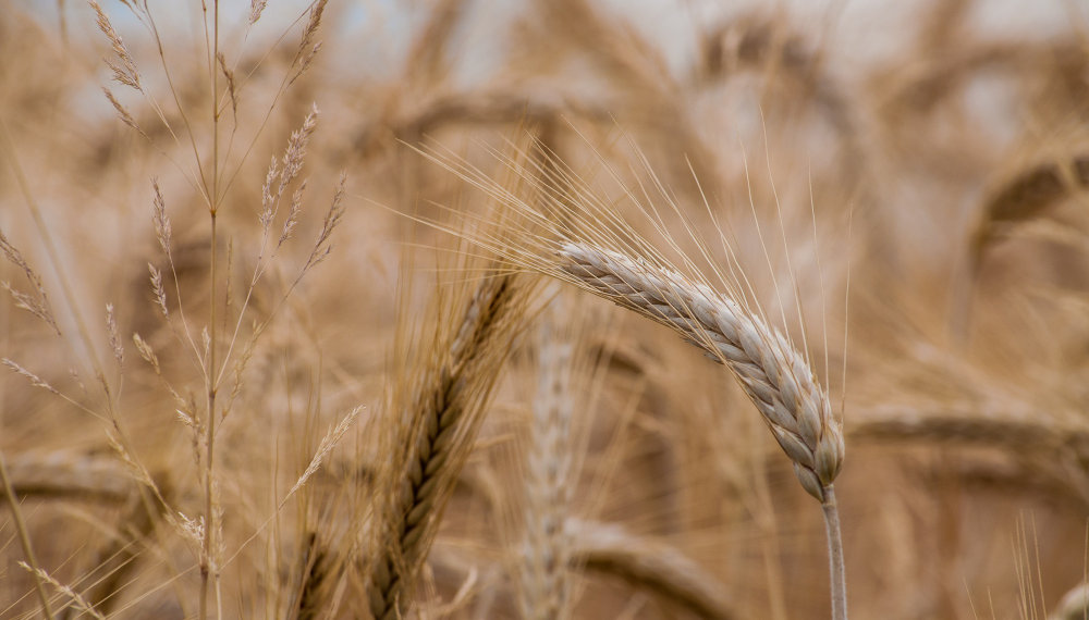 За праздники из Новосибирской области экспортировали 2240 тонн зерна, импортировали почти 3000 тонн овощей и фруктов