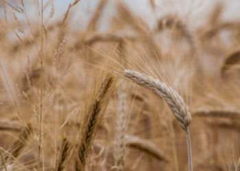 За праздники из Новосибирской области экспортировали 2240 тонн зерна, импортировали почти 3000 тонн овощей и фруктов