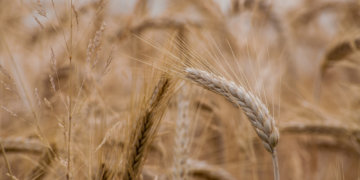 За праздники из Новосибирской области экспортировали 2240 тонн зерна, импортировали почти 3000 тонн овощей и фруктов