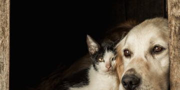 670 тысяч нападений на детей за 6 лет: Госдума ужесточает ответственность владельцев животных