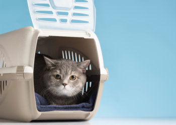 Таиланд оказался главным новогодним курортом для собак и кошек из Новосибирска