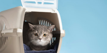 Таиланд оказался главным новогодним курортом для собак и кошек из Новосибирска