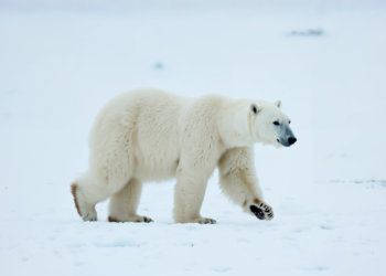 Белый медведь напал на семью в Сибири