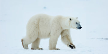 Белый медведь напал на семью в Сибири
