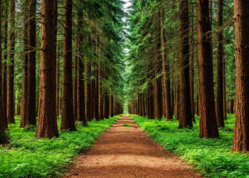 Учёные выводят кедрового «суперсолдата», адаптированного под сибирские особенности климата и почв