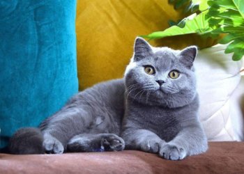 Новосибирский кот Эксклюзив возглавил мировой рейтинг самых красивых кошек