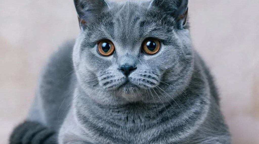 Котята от самого красивого кота в мире из Новосибирска стоят до миллиона рублей