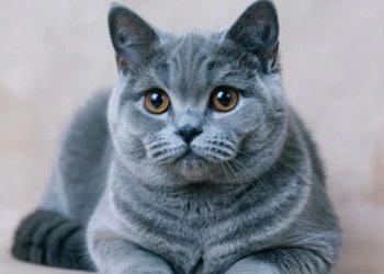 Котята от самого красивого кота в мире из Новосибирска стоят до миллиона рублей