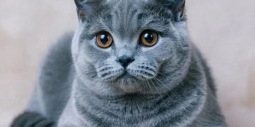 Котята от самого красивого кота в мире из Новосибирска стоят до миллиона рублей