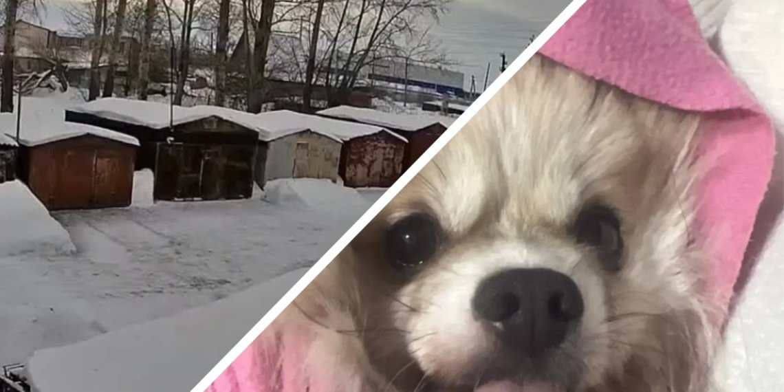 Убил бабушку или отомстил бывшей? Жители пригорода Новосибирска строят версии после находки дорогостоящей собаки в сугробе