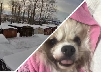 Убил бабушку или отомстил бывшей? Жители пригорода Новосибирска строят версии после находки дорогостоящей собаки в сугробе