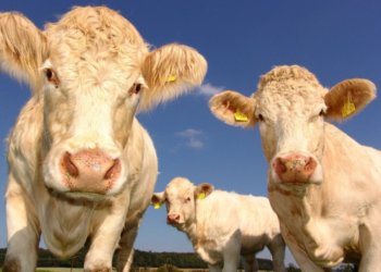 Карантин по бешенству объявлен ещё в четырёх населённых пунктах Новосибирской области