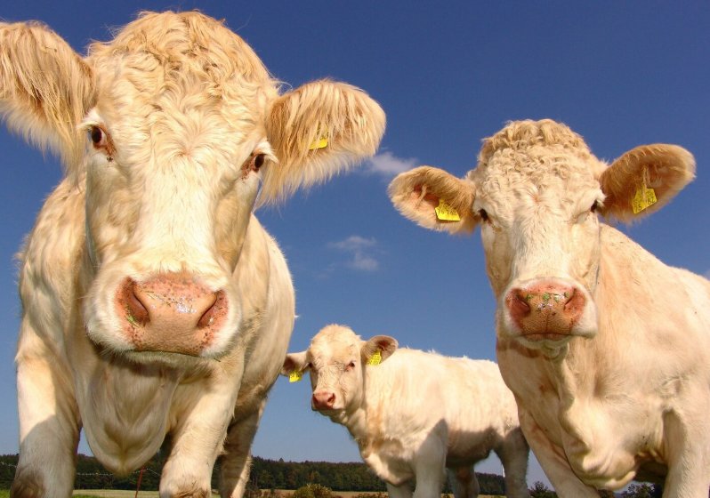 Карантин по бешенству объявлен ещё в четырёх населённых пунктах Новосибирской области