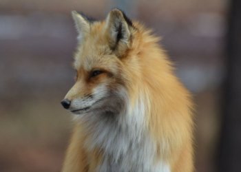 Агрессивная лиса укусила сибирячку и пыталась проникнуть в магазин: видео