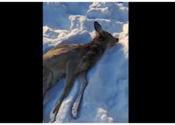 Рыбак спас умирающую от холода косулю в Новосибирской области