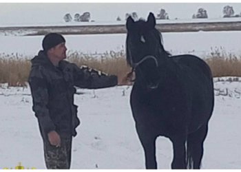 Двух конокрадов отправят под суд за «угон» копытного в Новосибирской области