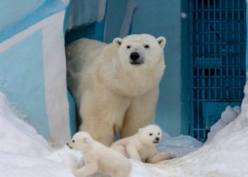 Новосибирский зоопарк повысил цены