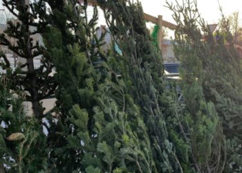 Куда сдать ёлки после Нового года в Новосибирске