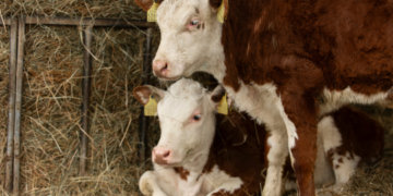 В новосибирском СНТ ввели двухмесячный карантин по бешенству