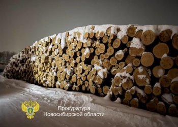 Нелегальных лесорубов задержали под Новосибирском