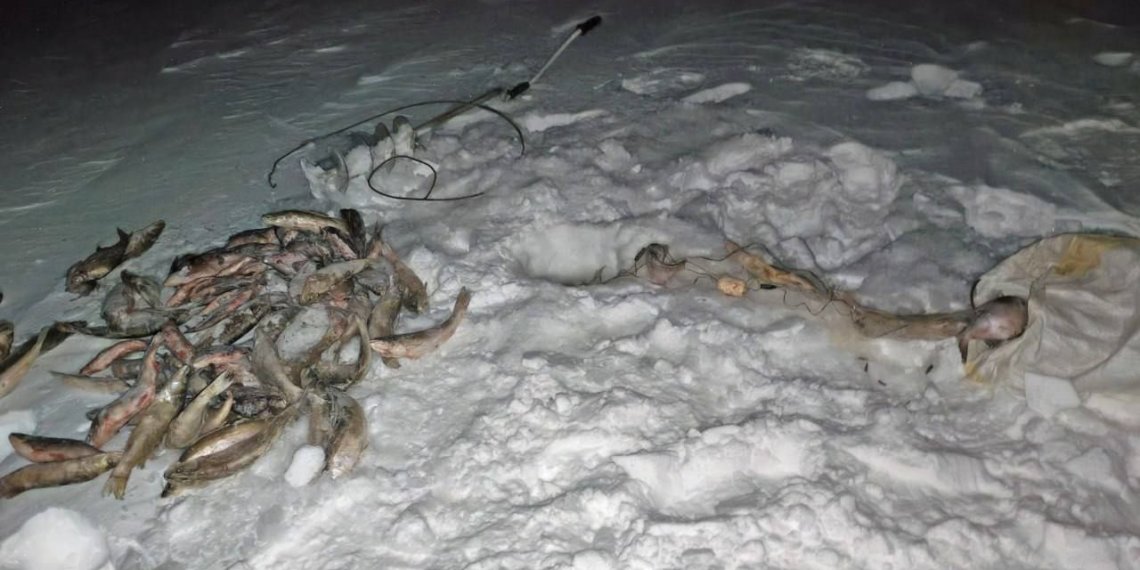 Новосибирский рыбак-браконьер может отправиться в колонию на два года