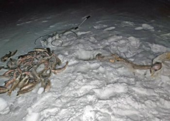 Новосибирский рыбак-браконьер может отправиться в колонию на два года