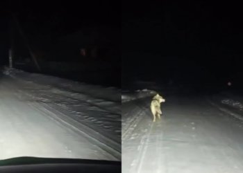 Двух волков заметили ночью в селе Бергуль в Новосибирской области