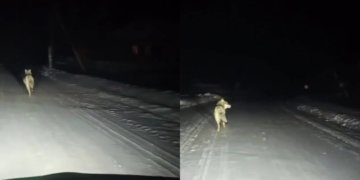 Двух волков заметили ночью в селе Бергуль в Новосибирской области