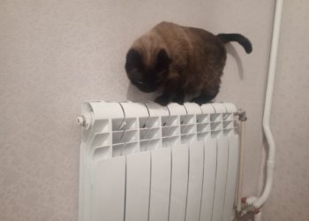 В Новосибирске из-за аварии на Часовой отключили отопление в восьми домах