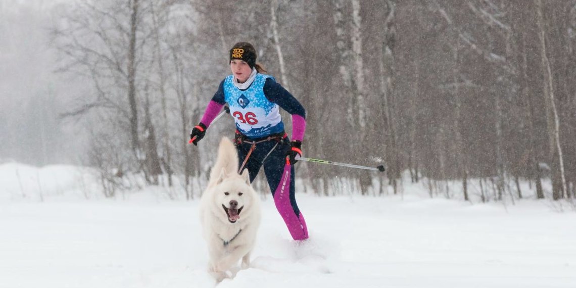 Маламуты Новосибирского зоопарка завоевали золото и серебро на чемпионате по ездовому спорту