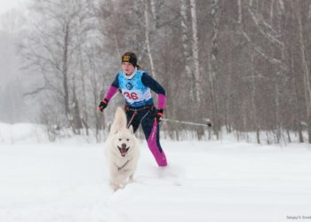 Маламуты Новосибирского зоопарка завоевали золото и серебро на чемпионате по ездовому спорту
