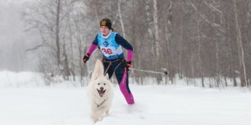 Маламуты Новосибирского зоопарка завоевали золото и серебро на чемпионате по ездовому спорту