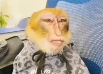 Необычный визит: обезьяна Яков прошла медосмотр в новосибирской ветклинике