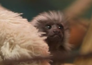 В Новосибирске выхаживают детёныша редкой обезьянки, оставленного матерью