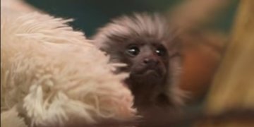 В Новосибирске выхаживают детёныша редкой обезьянки, оставленного матерью